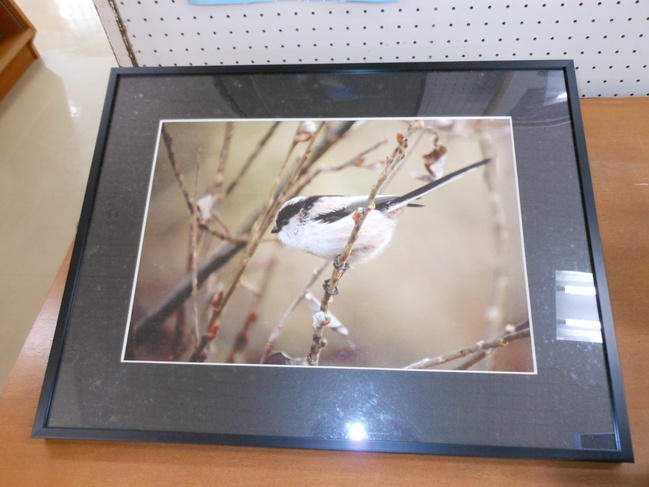 鳥の写真展